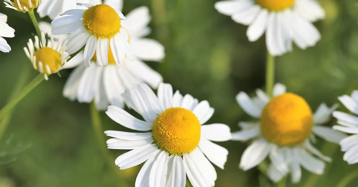 Chamomile Extract
